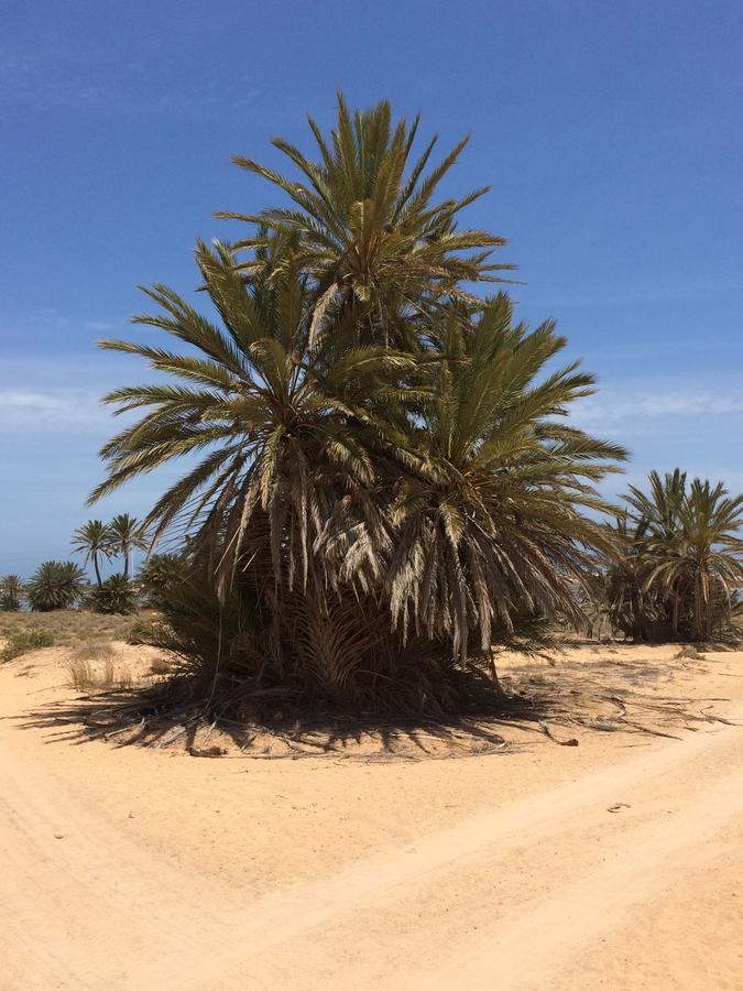 Temlale Dar Jasmin Djerba B&B 외부 사진